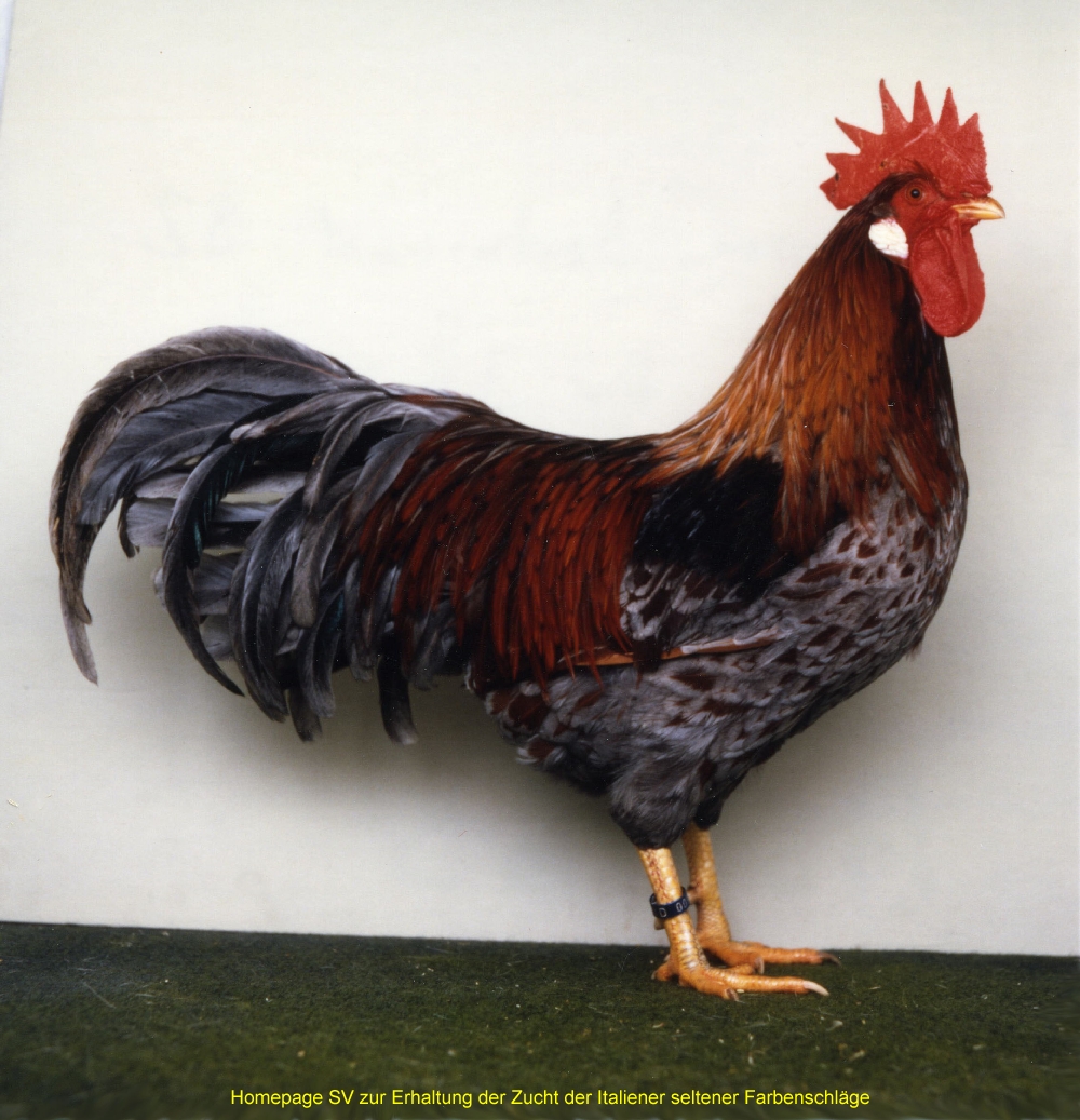 SV zur Erhaltung der Zucht der Italiener seltener Farbenschläge